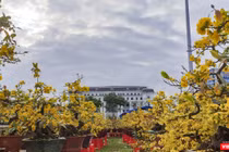 Một góc chợ hoa Xuân Đà Nẵng