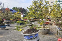 Một góc chợ hoa Tết ở Đà Nẵng