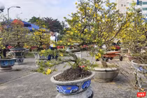 Một góc chợ hoa Tết ở Đà Nẵng