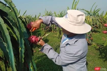 Khi được bảo hộ chỉ dẫn địa lý, đặc sản vùng miền gắn tên với các địa danh của Việt Nam được bảo hộ bằng một cơ chế bảo hộ tương đối mạnh.