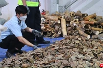 Lực lượng Hải quan Đà Nẵng đang kiểm đếm số lượng ngà voi và vảy tê tê trong lô hàng nhậu lậu từ Nigeria về cảng Tiên Sa (Đà Nẵng).