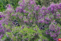 Việt Nam đã đạt được nhiều kết quả quan trọng trong công tác bảo tồn đa dạng sinh học. Ảnh minh hoạ.