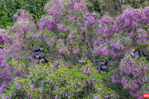 Việt Nam đã đạt được nhiều kết quả quan trọng trong công tác bảo tồn đa dạng sinh học. Ảnh minh hoạ.