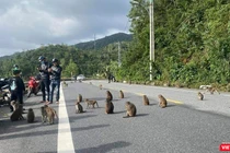 Việc tiếp xúc với khỉ mang mầm bệnh có thể lây qua con người (ảnh minh hoạ)