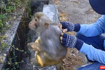 Tiếp xúc gần với khỉ mang virus gây ra nguy cơ cao mắc bệnh đầu mùa khỉ (ảnh FANPAGECUUHODONGVAT)
