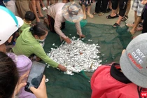 Mẻ lưới trước giờ bão Noru đổ bộ