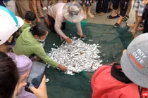 Mẻ lưới trước giờ bão Noru đổ bộ