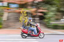 Người dân Đà Nẵng mua sắm hoa trang trí ngày Tết