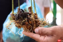 Sâm Ngọc Linh-cây dược liệu có giá trị kinh tế cao