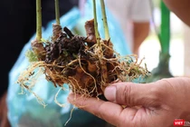 Sâm Ngọc Linh-cây dược liệu có giá trị kinh tế cao