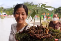 Cây Sâm Ngọc Linh-sản phẩm dược liệu có giá trị kinh tế ở Quảng Nam