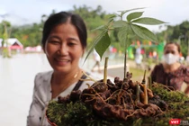 Cây Sâm Ngọc Linh-sản phẩm dược liệu có giá trị kinh tế ở Quảng Nam