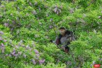 Voọc chà vá chân nâu trên cây hoa thàn mác tím