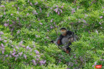 Voọc chà vá chân nâu trên cây hoa thàn mác tím