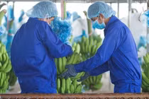 Thiếu giấy tờ đất, Thagrico khó huy động vốn để phát triển các dự án nông nghiệp tại Lào và Campuchia của HAGL Agrico.