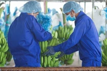 Thiếu giấy tờ đất, Thagrico khó huy động vốn để phát triển các dự án nông nghiệp tại Lào và Campuchia của HAGL Agrico.