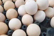 TP.HCM hiện thiếu hụt khoảng 1.000-1.500 tấn rau, củ và 400.000 trứng gia cầm mỗi ngày.