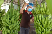 Hoạt động kinh doanh của Cao su Thống Nhất quý II/2024 chủ yếu xoay quanh hoạt động bán chuối.