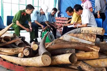 Ngà voi nhập lậu từ châu Phi về Việt Nam bị phát hiện và thu giữ