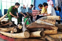 Ngà voi nhập lậu từ châu Phi về Việt Nam bị phát hiện và thu giữ