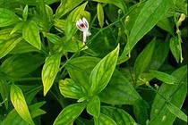 Xuyên tâm liên - 1 trong 12 loại thuốc y học cổ truyền có tác dụng hỗ trợ điều trị COVID-19 (Ảnh minh hoạ) 