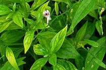 Xuyên tâm liên - 1 trong 12 loại thuốc y học cổ truyền có tác dụng hỗ trợ điều trị COVID-19 (Ảnh minh hoạ) 