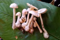 Cây nấm độc mà gia đình 4 người ăn trong bữa trưa (Ảnh - BVCC) 