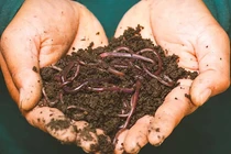 Hình ảnh địa long được quảng cáo trên Facebook (Ảnh - FB)