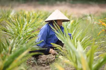 Người dân trồng dược liệu (Nguồn: Internet)