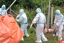 Lực lượng chức năng Đà Nẵng xử lý lợn bệnh do dịch.
