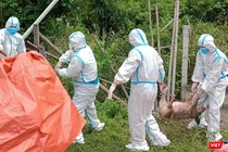 Lực lượng chức năng Đà Nẵng xử lý lợn bệnh do dịch.