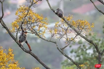 Vẻ đẹp khó cưỡng của bán đảo Sơn Trà (Đà Nẵng) khi vào mùa hoa lim xẹt.