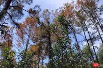 Cánh rừng thông lâu năm ở Huế bị đối tượng xấu xâm hại, đầu độc héo úa và đứng trước nguy cơ chết khô.