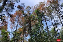 Cánh rừng thông lâu năm ở Huế bị đối tượng xấu xâm hại, đầu độc héo úa và đứng trước nguy cơ chết khô.