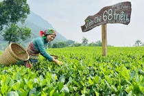 Vừa qua, Thanh Hải Trà của HTX chè La Bằng được đấu giá tại Hội thi “Bàn tay vàng chế biến chè” huyện Đại Từ (Thái Nguyên) với giá trị 68 triệu đồng/kg.