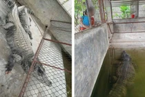 Xôn xao thông tin 2 con cá sấu nặng hơn 100 kg sổng chuồng do lũ