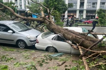 Hậu bão số 3: Hà Nội hỗ trợ 9 địa phương 51 tỷ đồng, chỉ đạo phương án xử lý cây xanh gãy đổ