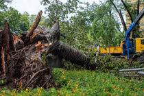 Hơn 40.000 cây xanh gãy đổ do bão Yagi, Hà Nội "cứu" được 3.000 cây