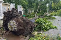 Hà Nội truy trách nhiệm nhà thầu vụ cây xanh bật gốc còn nguyên bọc bầu