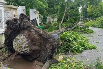 Hà Nội truy trách nhiệm nhà thầu vụ cây xanh bật gốc còn nguyên bọc bầu