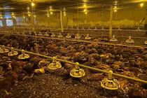 9.000 con gà chết do chạy ngập lụt, chủ trang trại xúc động vì được người dân "giải cứu"