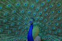 Ảnh minh họa: Getty 