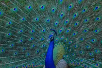 Ảnh minh họa: Getty 