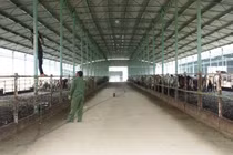 Đó là dự án nuôi bò giống, bò thịt tại Hà Tĩnh là một trong những dự án nông nghiệp có quy mô lớn nhất miền Bắc. (Ảnh: Internet)