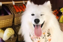 Chú chó Samoyed 2 tuổi, có tên là OK, có một "công việc" bán thời gian tại một quán cà phê dành cho chó (Ảnh: CNN)