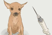 Số người tử vong do bệnh dại tăng cao