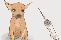 Số người tử vong do bệnh dại tăng cao