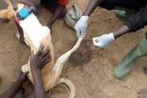 Bệnh giun rồng: Từ 3,5 triệu ca nhiễm đến chạm mốc thanh toán toàn cầu