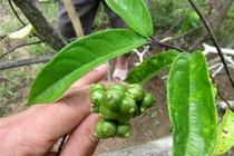 Ba kích trồng tại Khu bảo tồn thiên nhiên Pù Hu, Thanh Hoá (ảnh: Quỳnh Trâm)