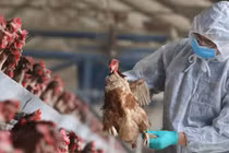 Bé 8 tuổi bị viêm não do cúm gia cầm H5N1, vi rút tấn công hệ thần kinh